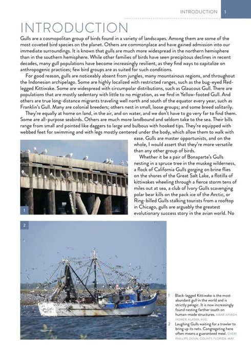 The Gull Guide: North America - Amar Ayyash 2024